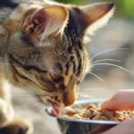 How to count calories in cat food